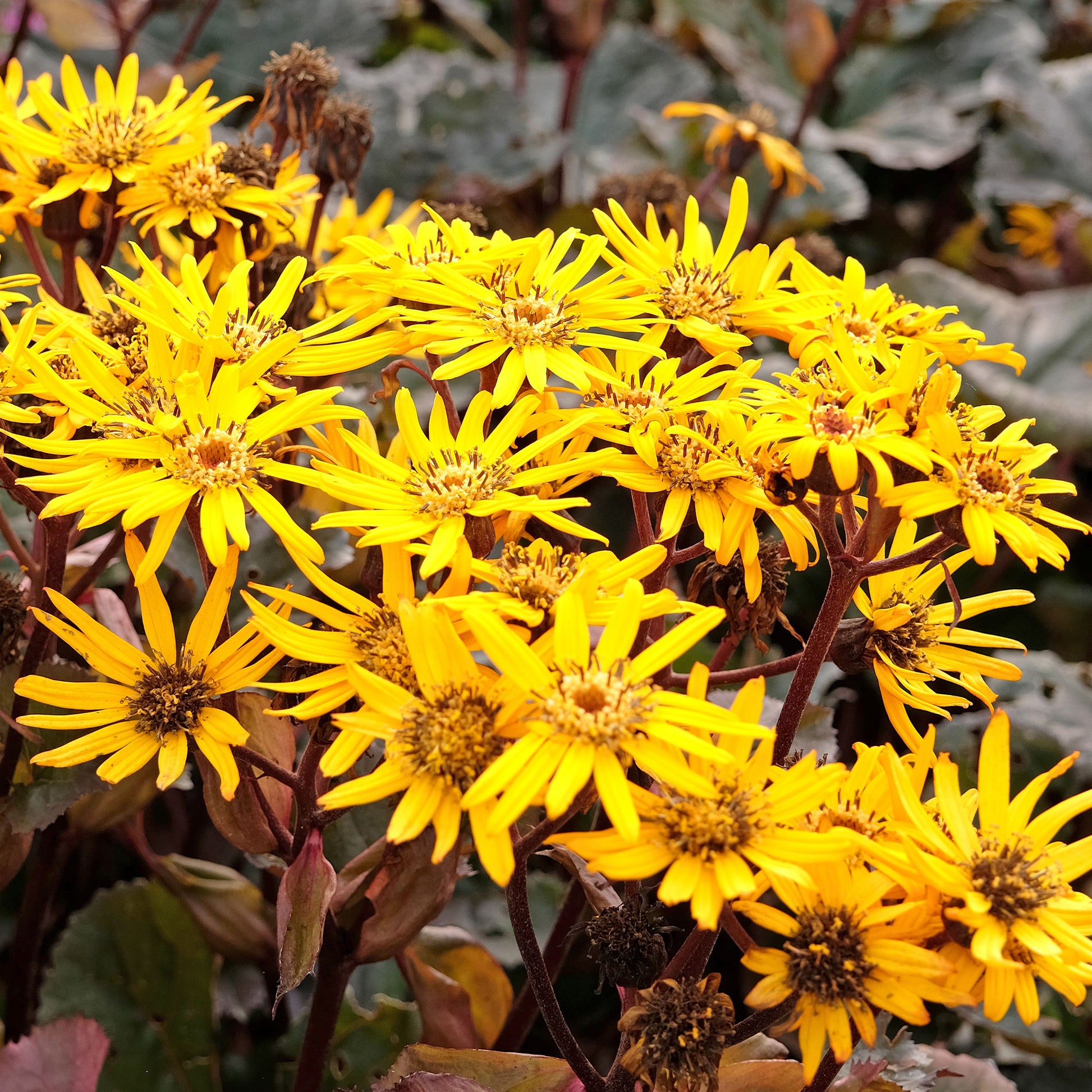 Strandhaver Britt Marie Crawford - Ligularia dentata britt-marie crawford - Bakker