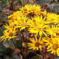 Ligularia dentata britt-marie crawford - Strandhaver Britt Marie Crawford - Vaste planten