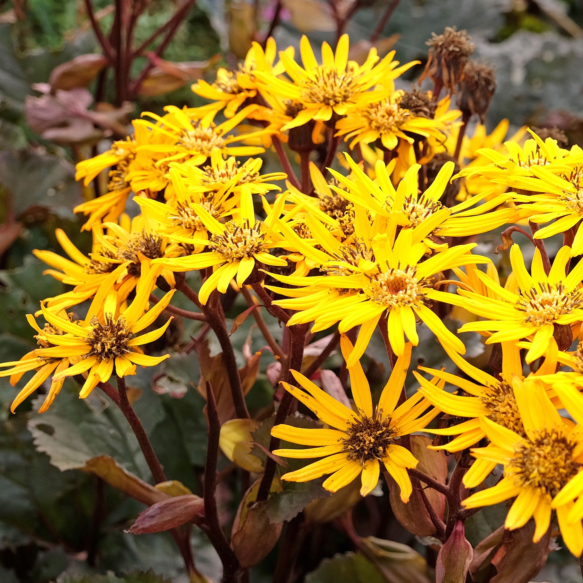 Ligularia dentata britt-marie crawford - Strandhaver Britt Marie Crawford - Vaste planten