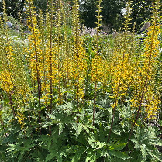 Kruiskruid Przewalskii - Bakker