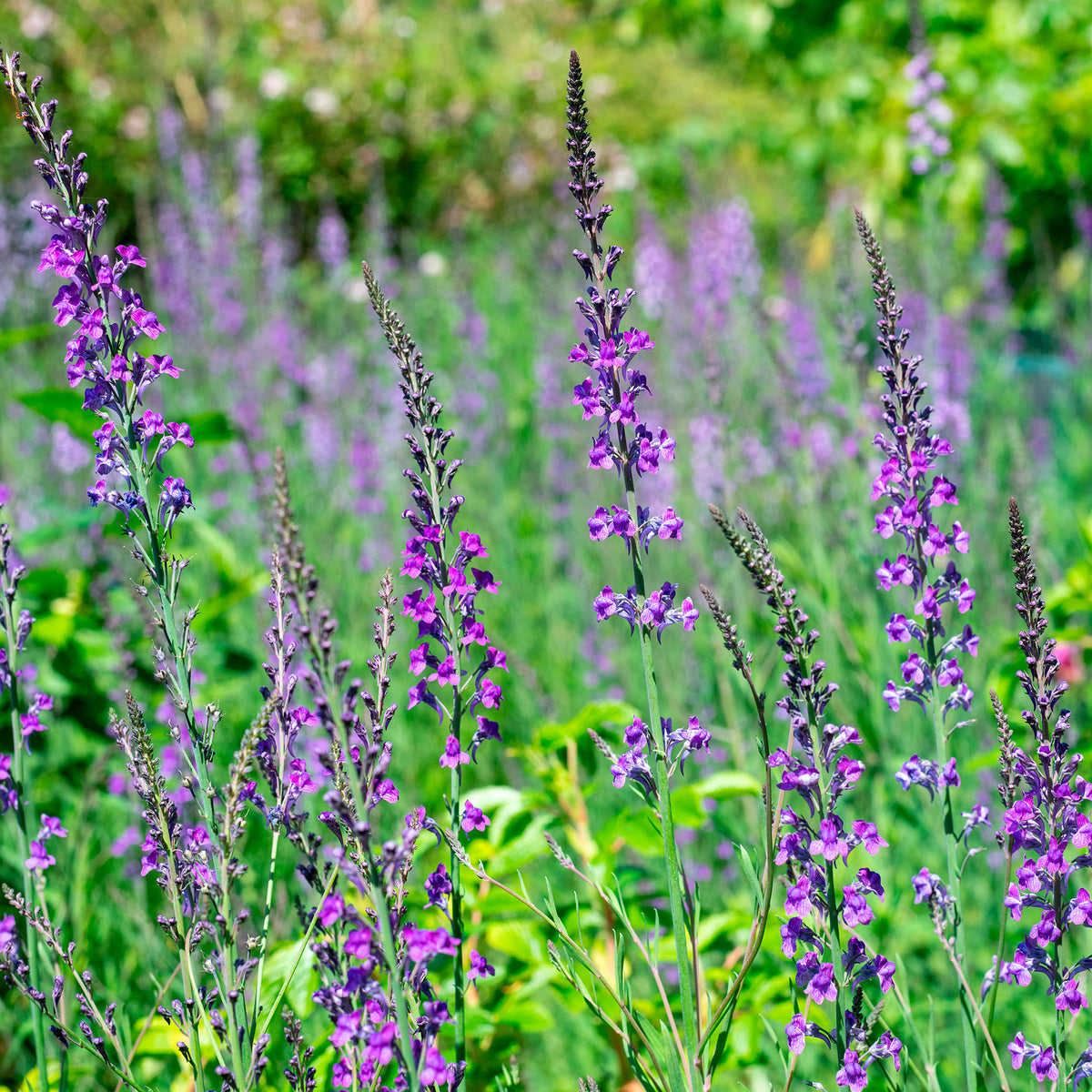 Linaria purpurea - Vlasleeuwebek - Vlasbekje
