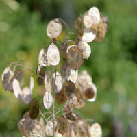 Judaspenning - Lunaria annua albiflora - Bakker