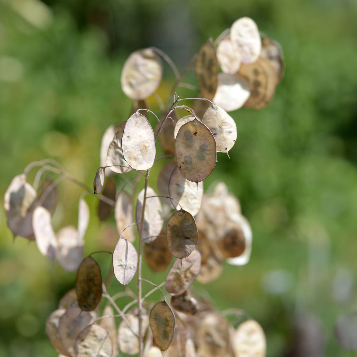 Judaspenning - Lunaria annua albiflora - Bakker