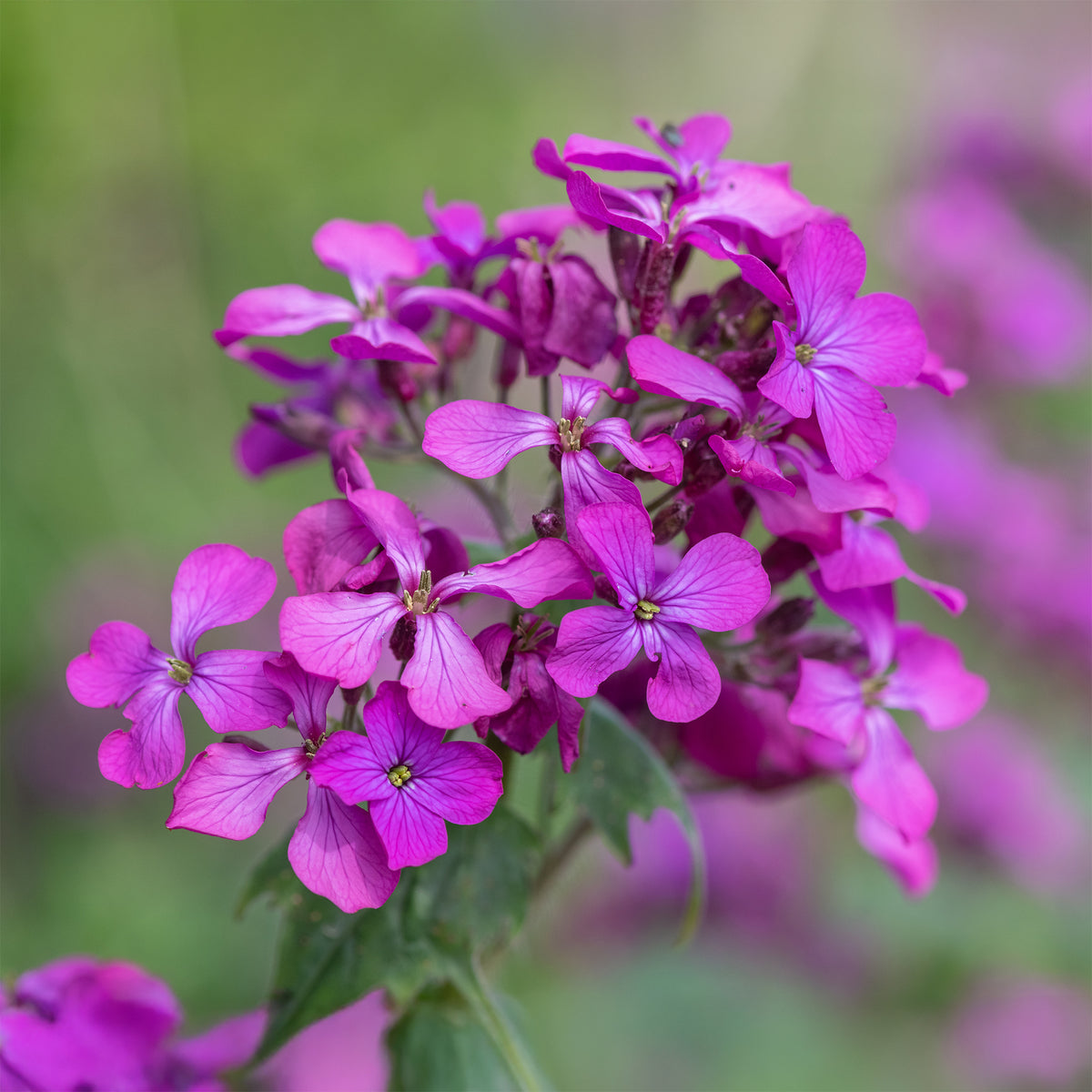 Vaste planten - Judaspenning roos - Lunaria annua