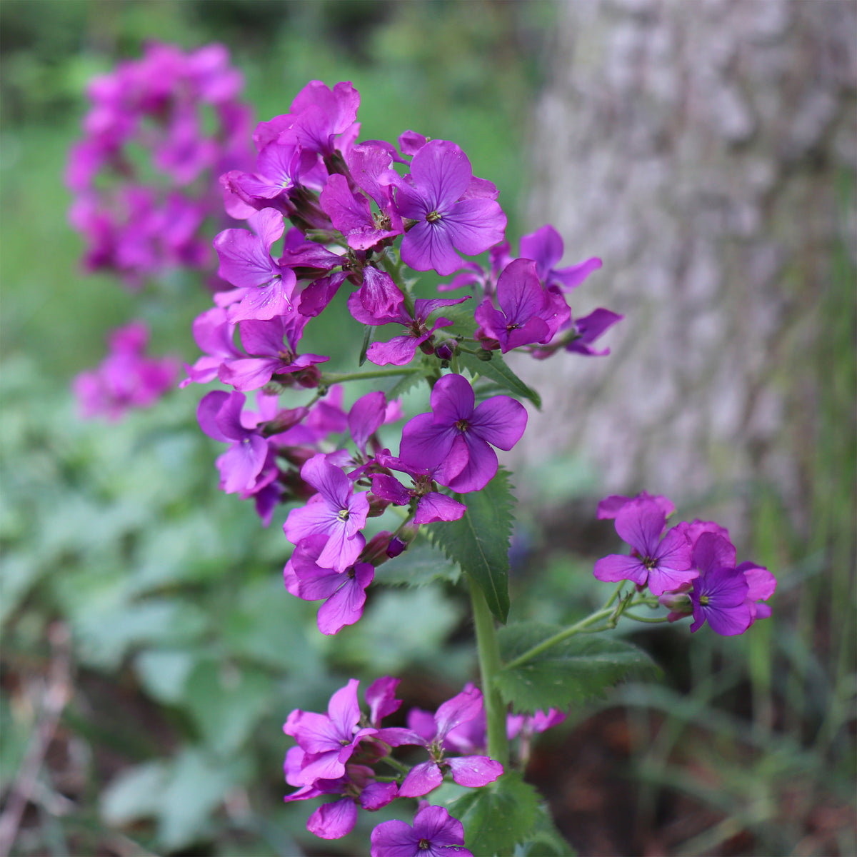 Judaspenning roos - Lunaria annua - Bakker