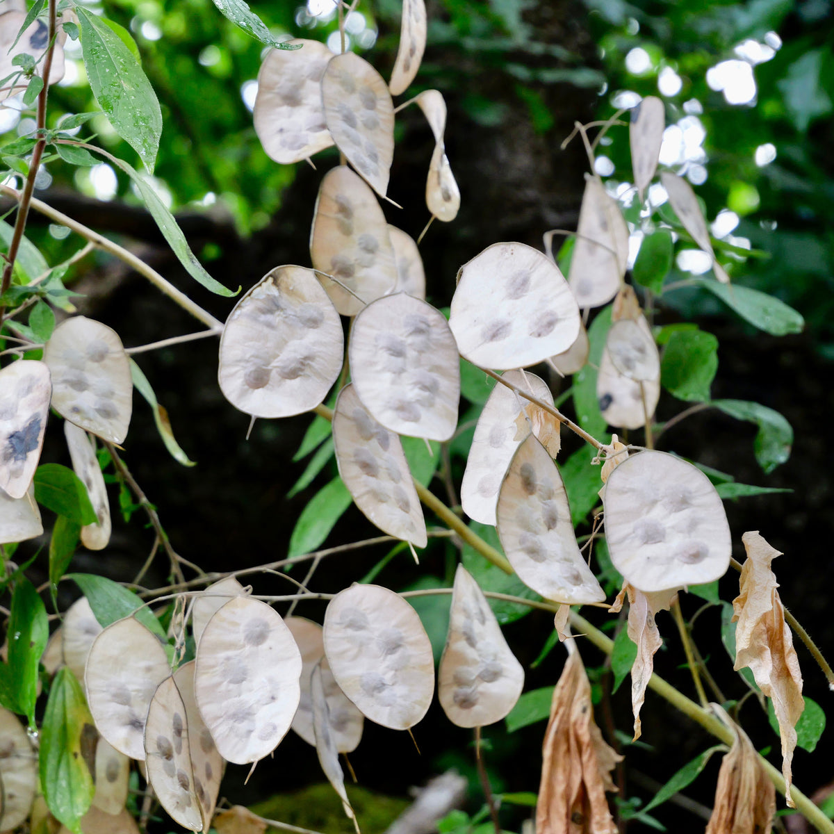 Lunaria annua - Judaspenning roos - Vaste planten