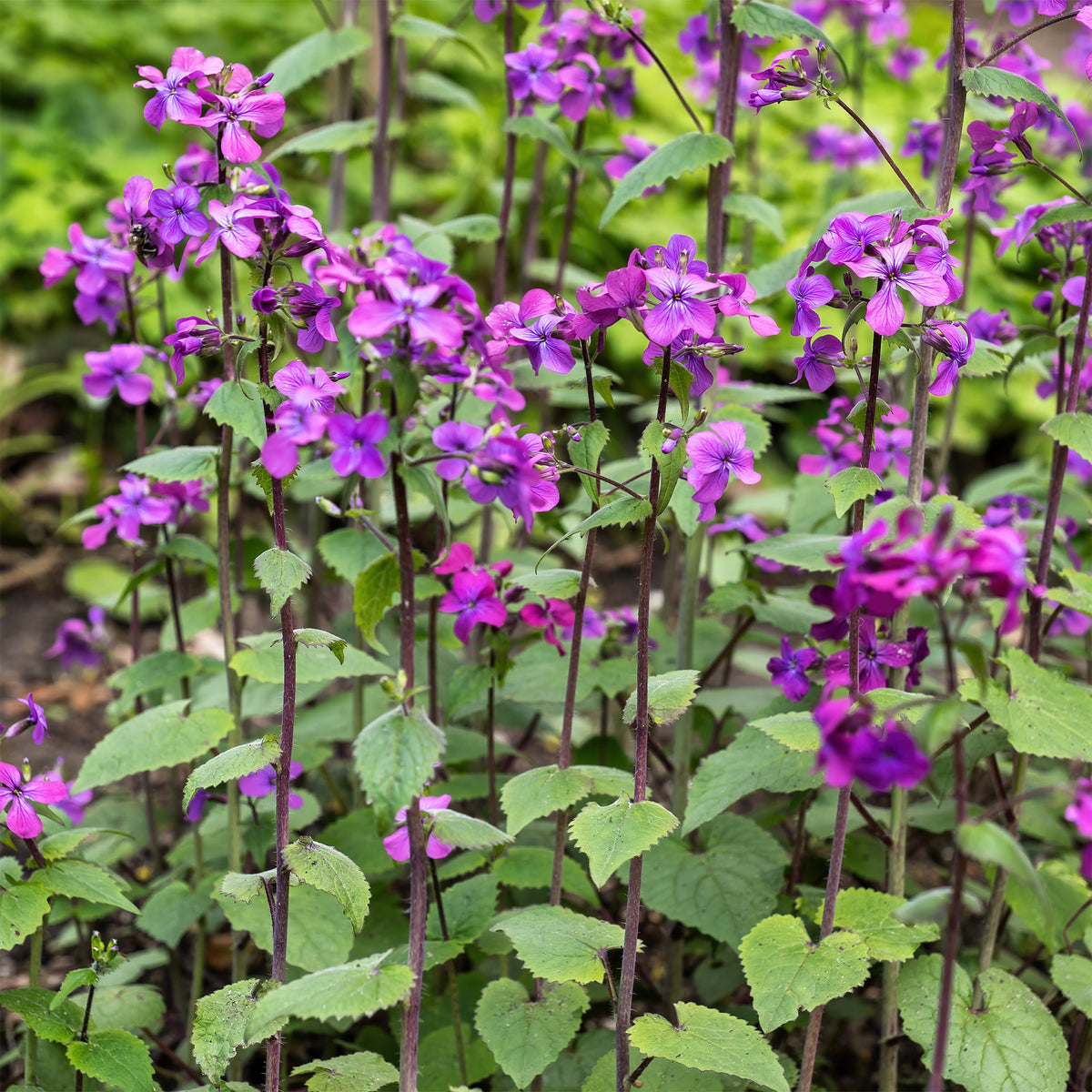 Verkoop Judaspenning roos - Lunaria annua