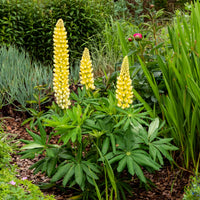 Lupine Chandelier - Bakker