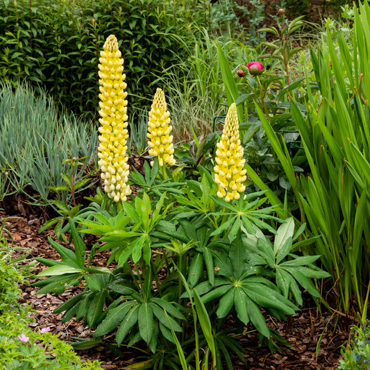 Lupine Chandelier (x3)