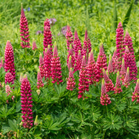 Lupine Gallery Red - Bakker