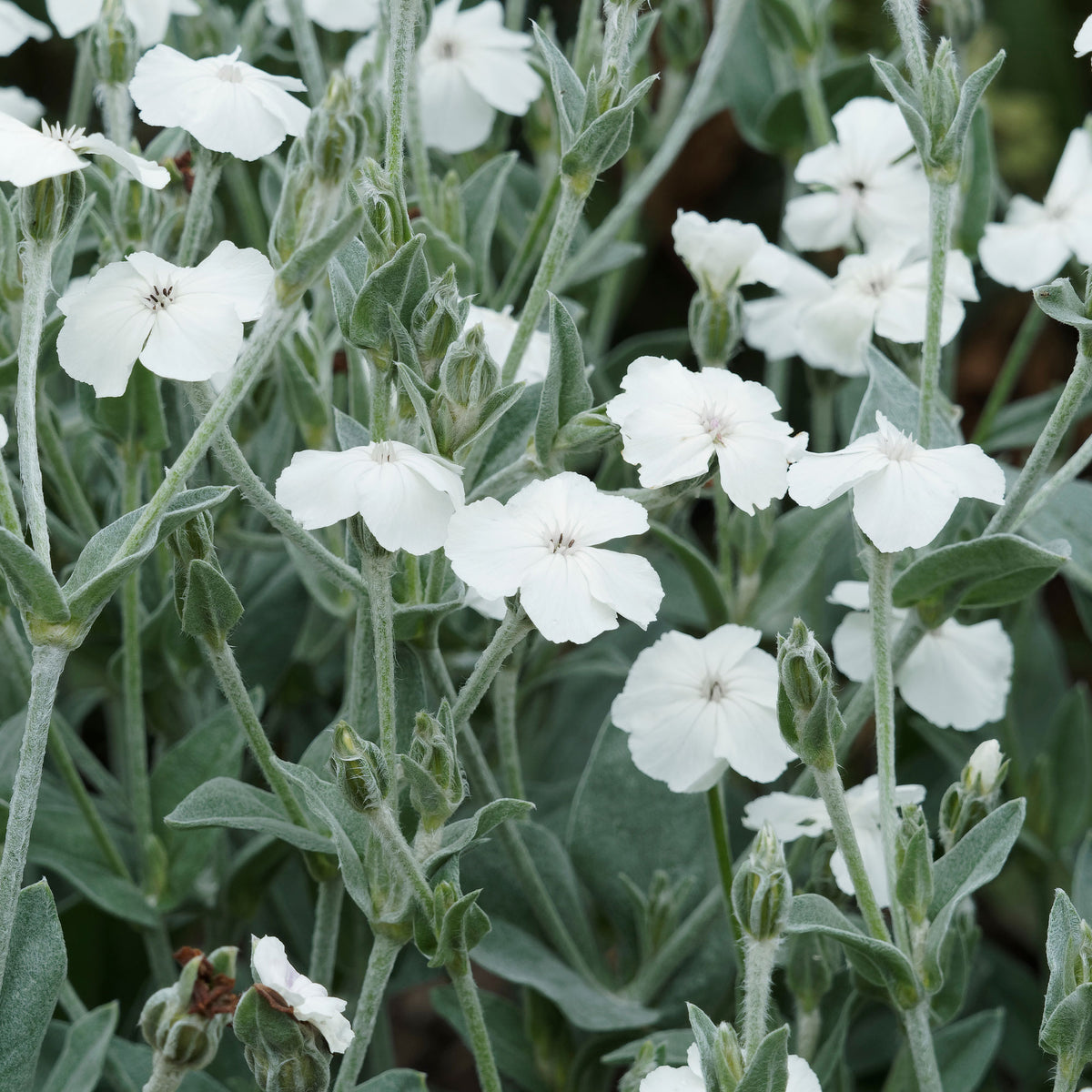 Prikneus Alba - Lychnis coronaria alba - Bakker