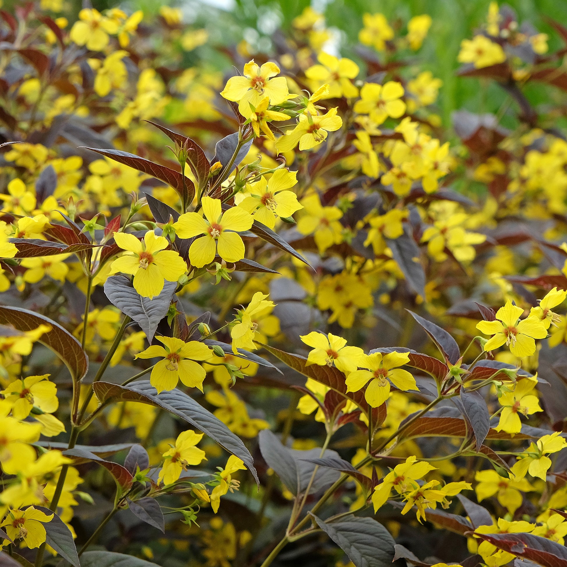 Wederik Firecracker - Bakker