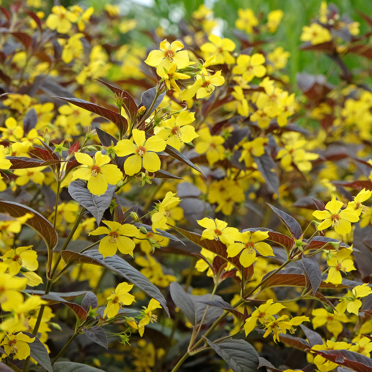Wederik Firecracker - Lysimachia ciliata Firecracker - Bakker