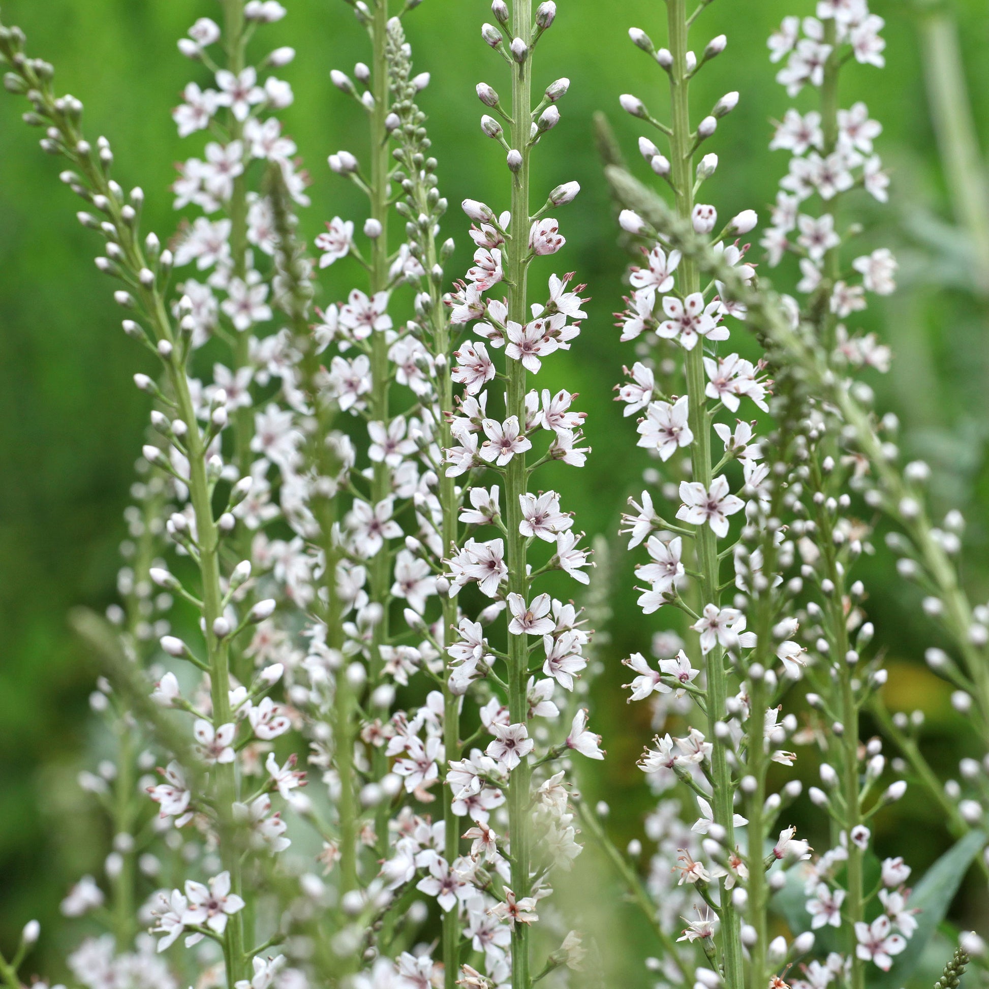 Wederik - Lysimachia ephemerum - Bakker