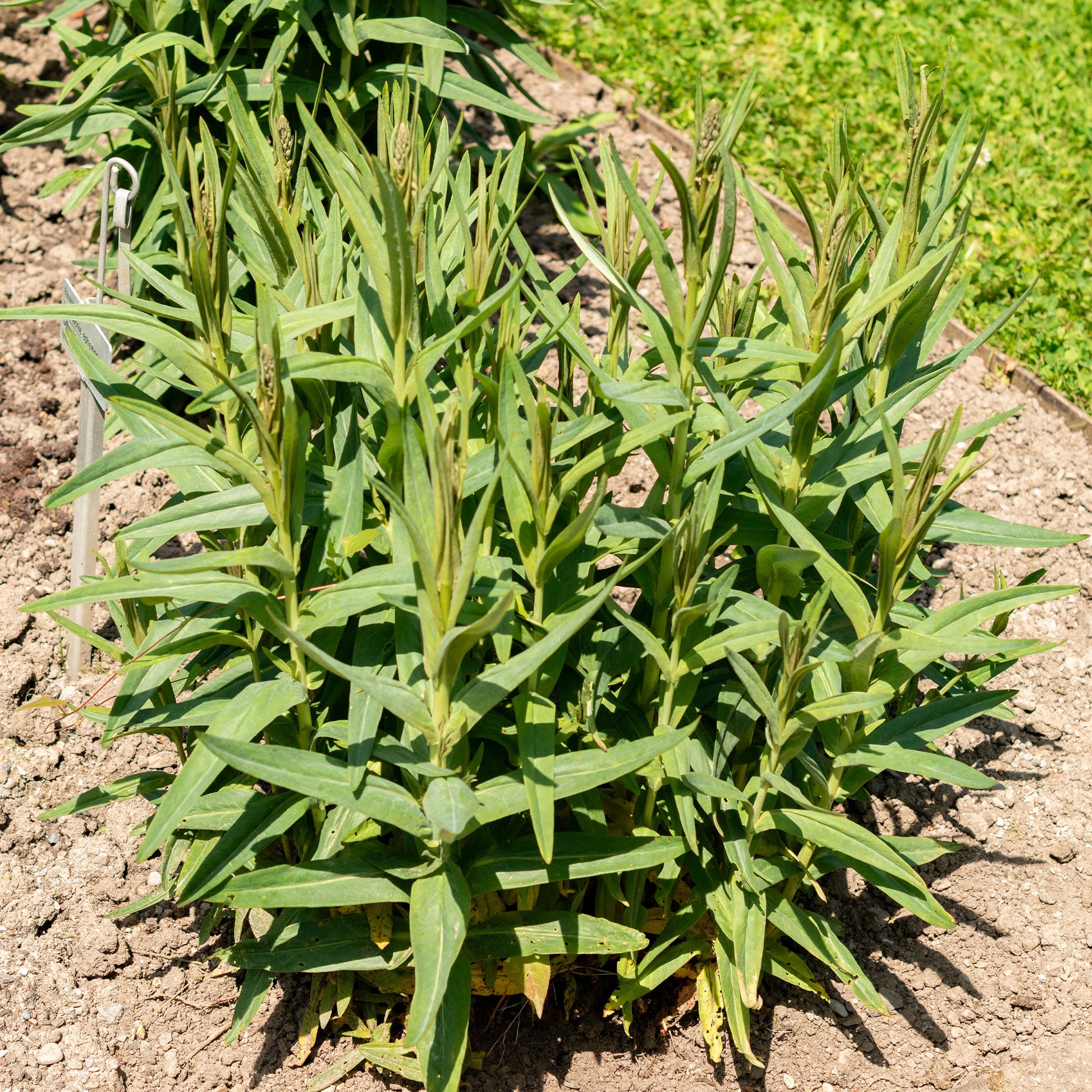 Vaste planten - Wederik - Lysimachia ephemerum