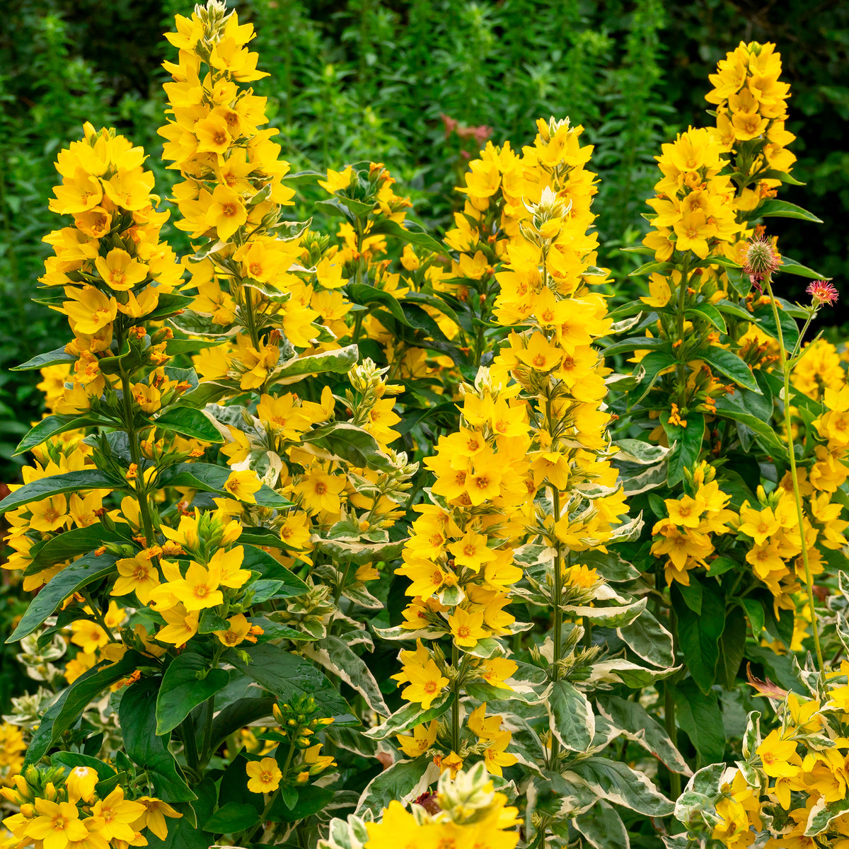 Verkoop Puntwederik Alexander - Lysimachia punctata Alexander