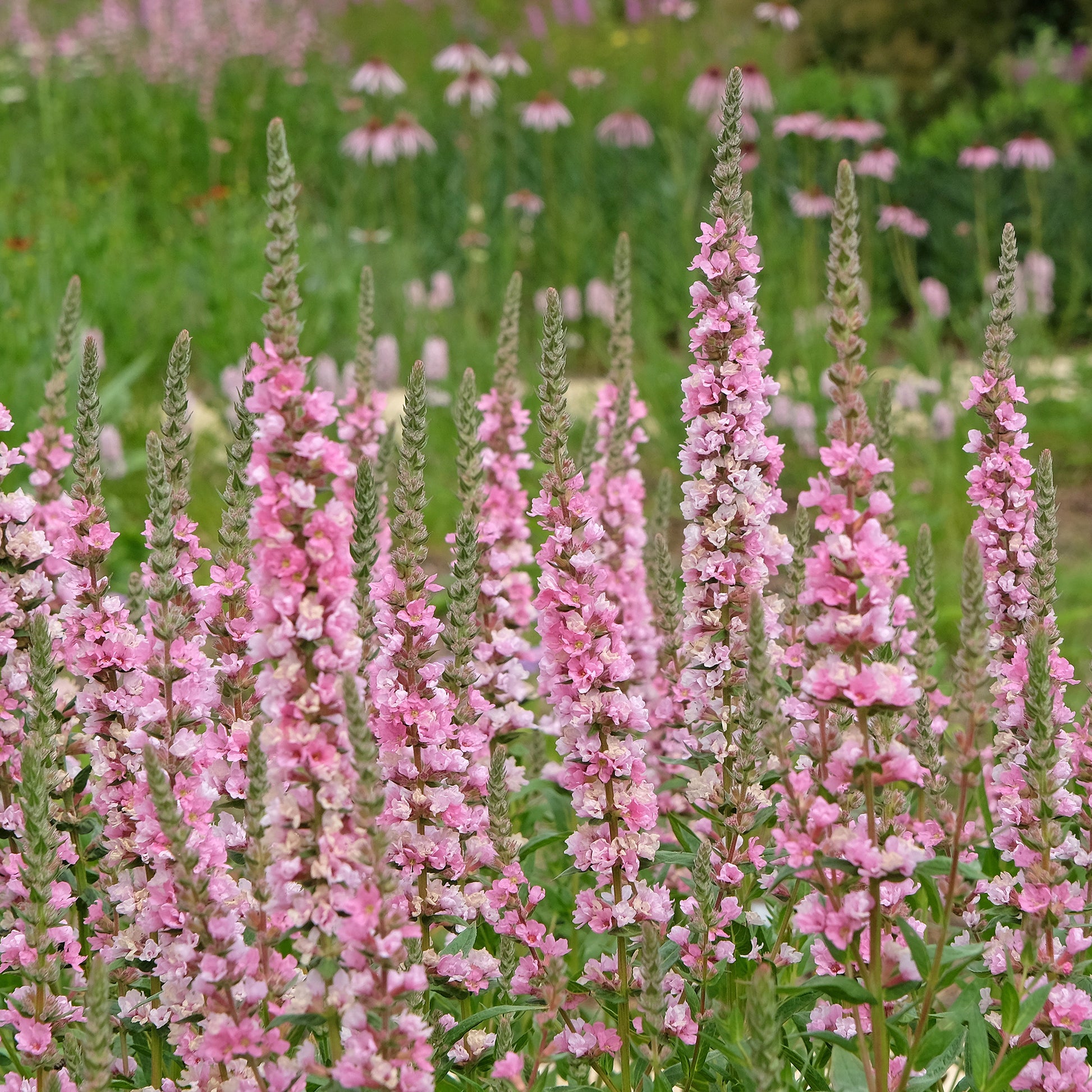 Kattenstaart Blush - Lythrum salicaria Blush - Bakker