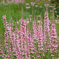 Verkoop Kattenstaart Blush