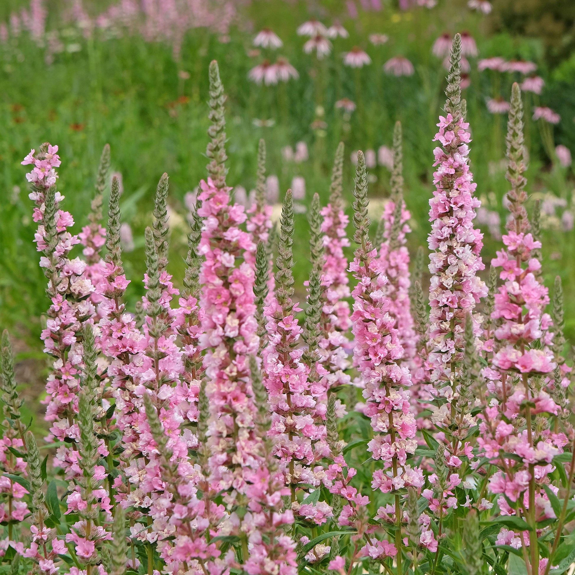 Verkoop Kattenstaart Blush