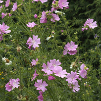 Malva moschata Rosea - Kaasjeskruid Rosea - Malve