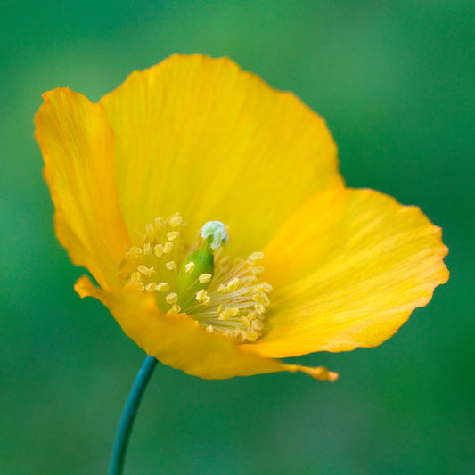 Schijnpapaver - Bakker