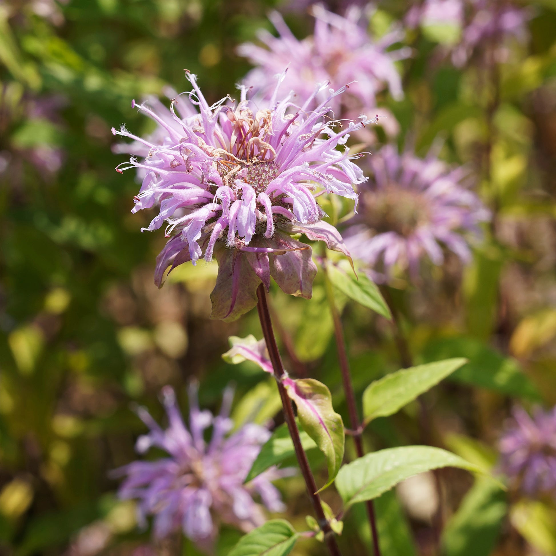 Bergamotplant - Monarda bradburiana - Bakker