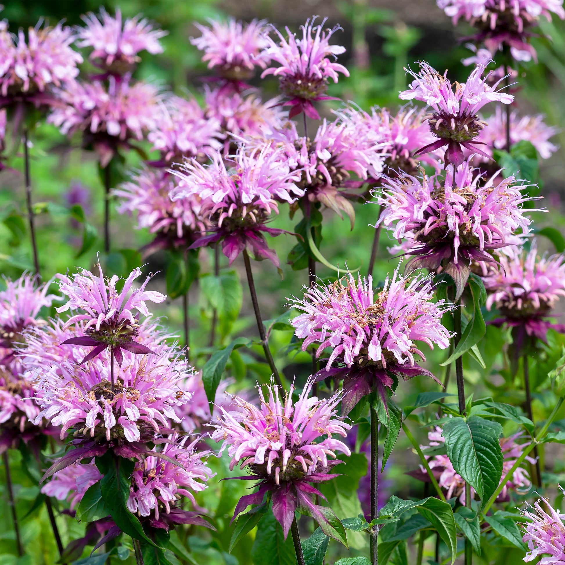 Bergamotplant 'Beauty of Cobham' - Monarda beauty of cobham - Bakker