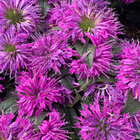 Bergamotplant Purple Lace - Bakker