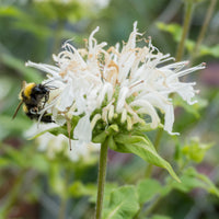 Bergamotplant 'Schneewittchen' - Monarda schneewittchen - Bakker