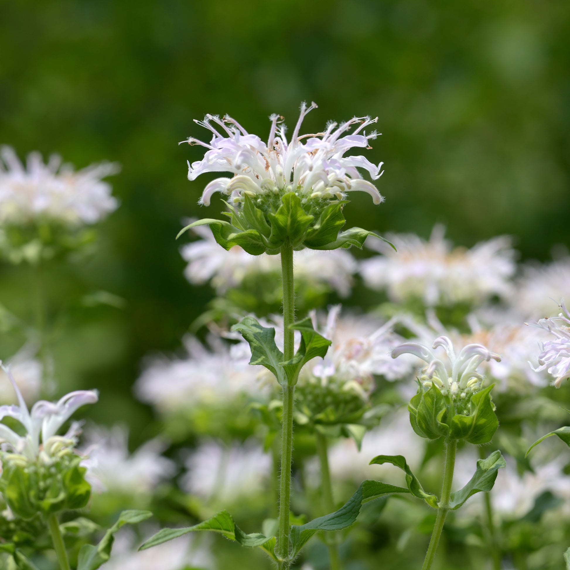 Verkoop Bergamotplant 'Schneewittchen' - Monarda schneewittchen