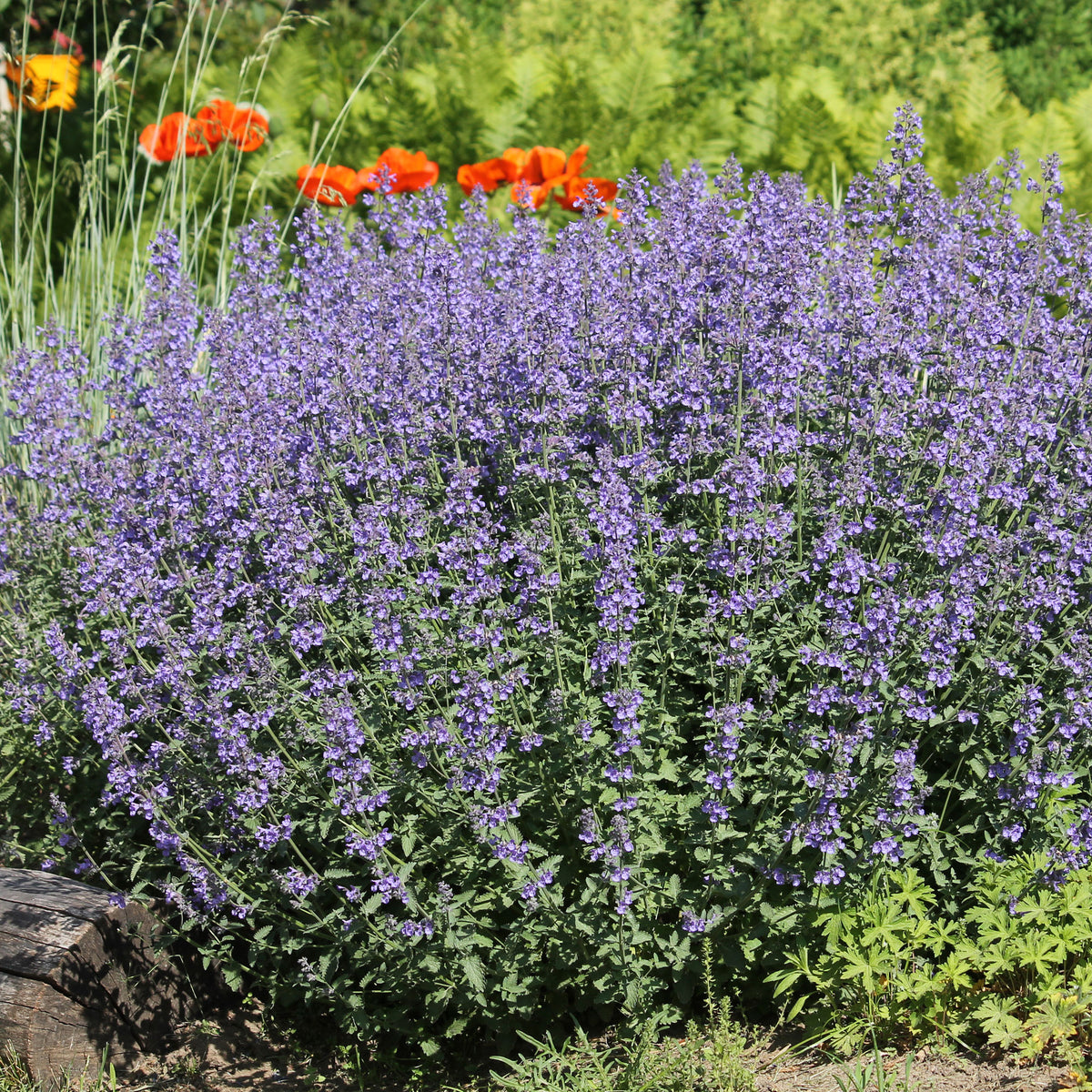grijs kattenkruid - Nepeta faassenii - Bakker