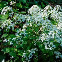 Pachyphragma macrophyllum - Kaukasische look zonder look - Vaste planten