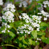 Vaste planten - Kaukasische look zonder look - Pachyphragma macrophyllum