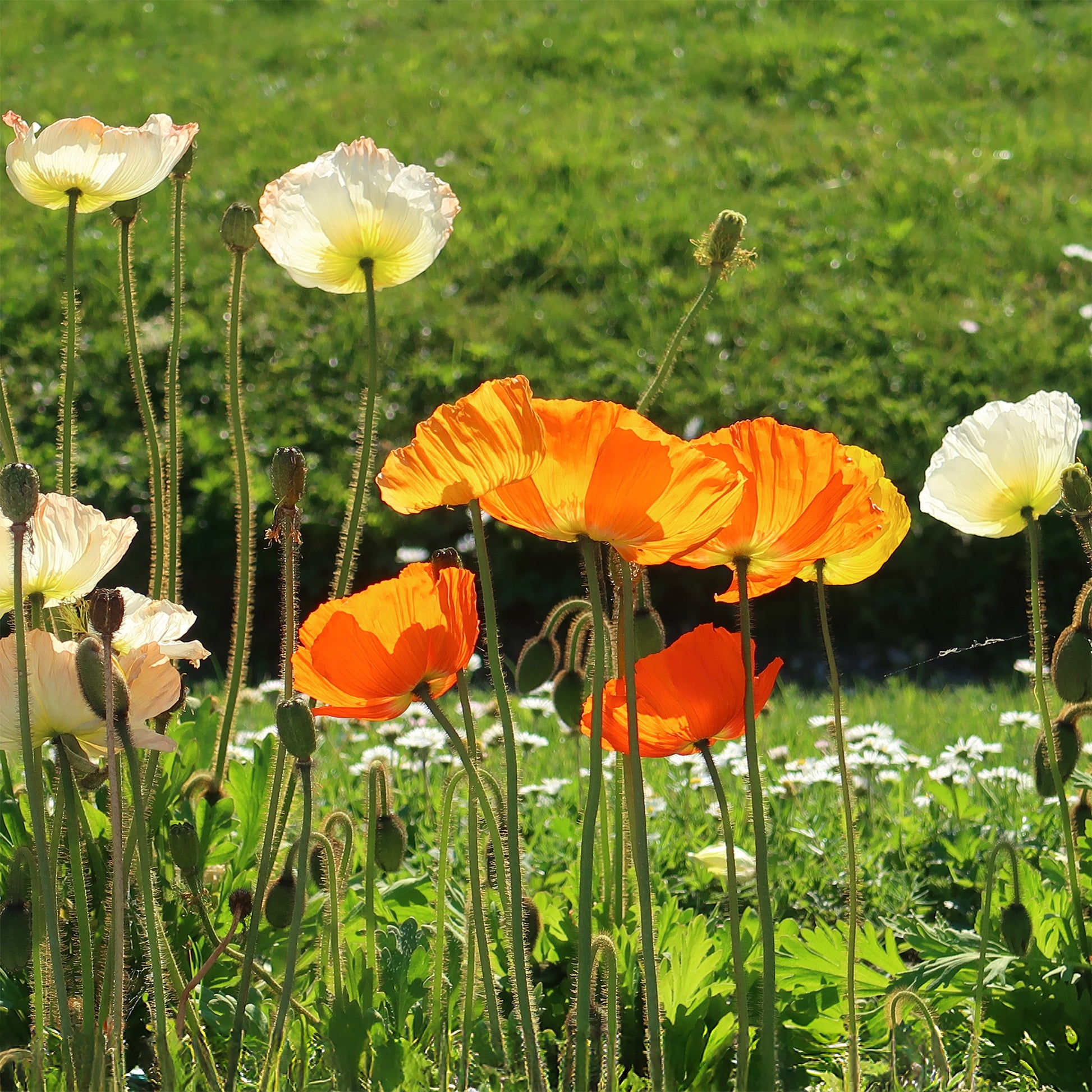 Ijslandse papaver Gartenzwerg - Papaver nudicaule Gartenzwerg - Bakker