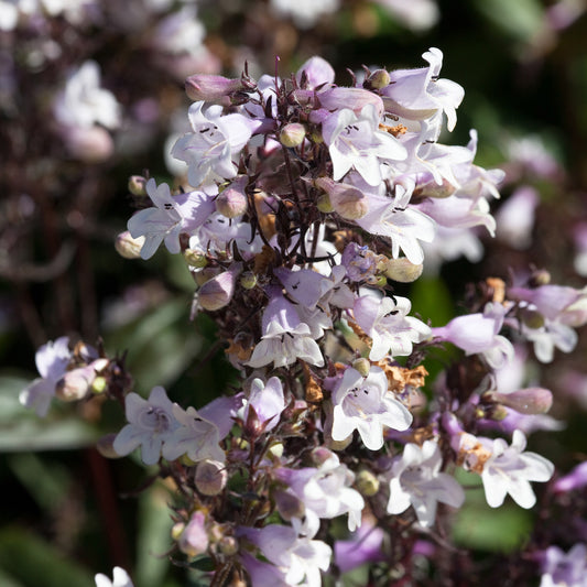 Slangenkop Husker Red - Bakker