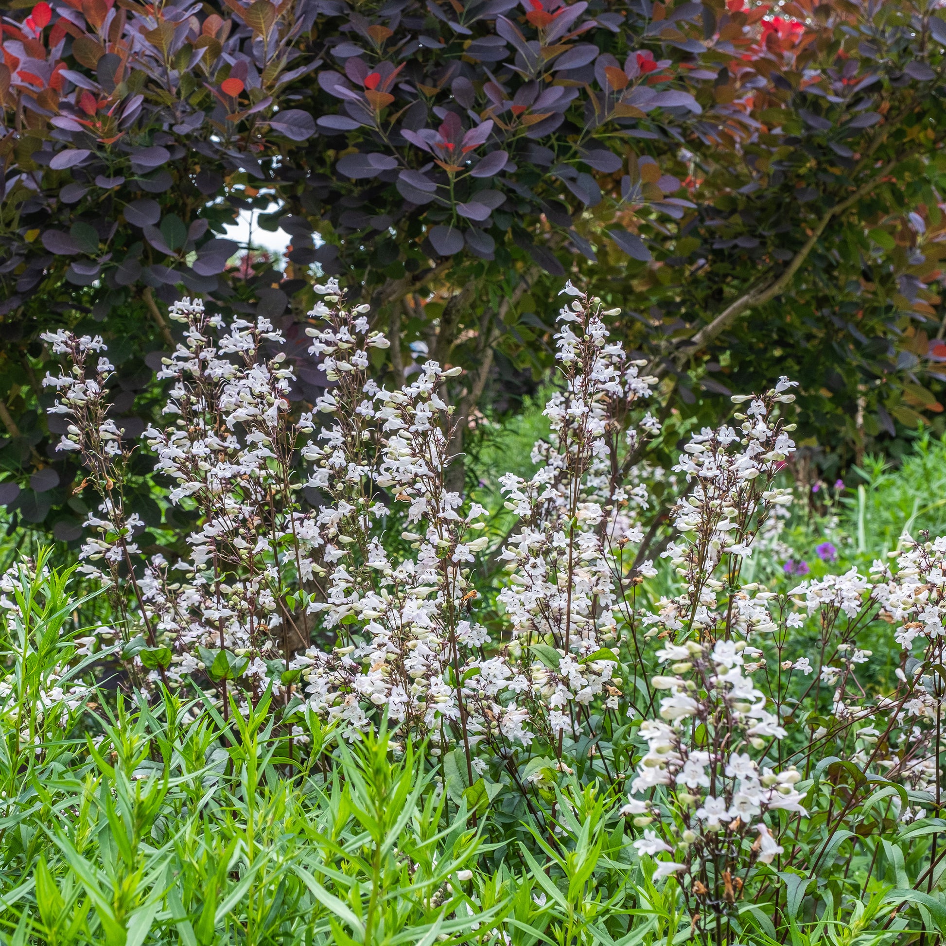 Slangenkop Husker Red - Penstemon digitalis Husker Red - Bakker