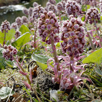 Hoefblad - Petasites hybridus - Bakker