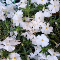 Vlambloem White Admiral (x3) - Bakker