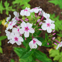 Phlox paniculata Europa - Vlambloem Europa (x3) - Phlox