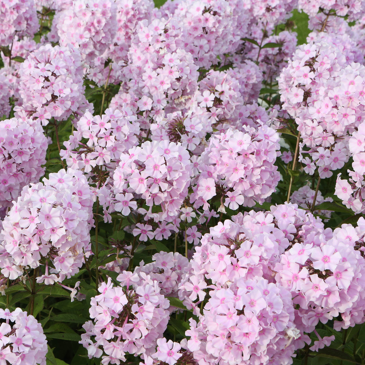 Vlambloem Rosa Pastel - Bakker
