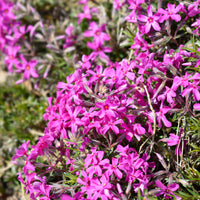 Vlambloem 'Atropurpurea' (x3) - Bakker