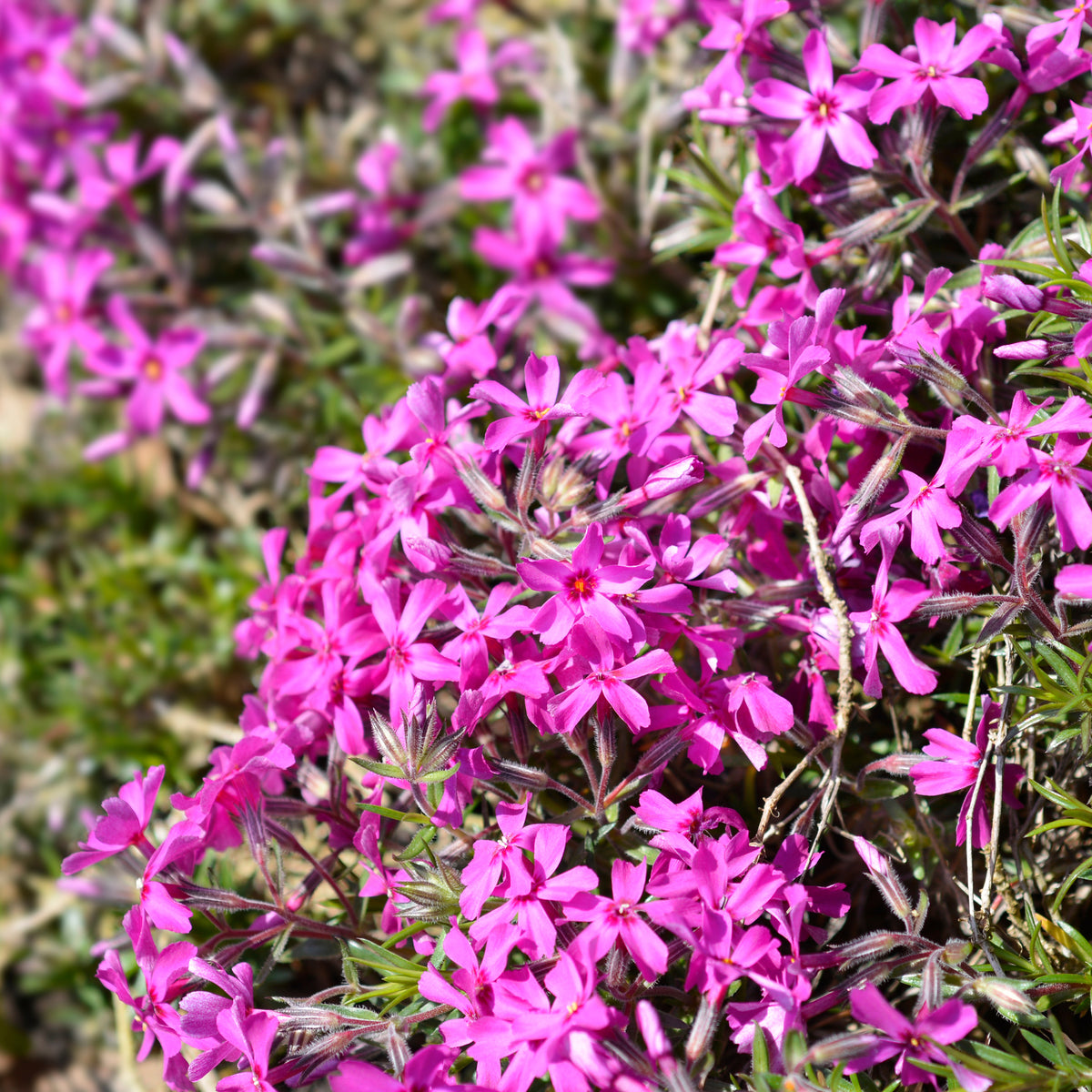 Vlambloem 'Atropurpurea' - Bakker