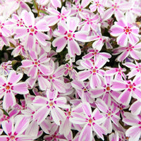 Phlox subulata Candy Stripes - Vlambloem Candy Stripes (x3) - Phlox