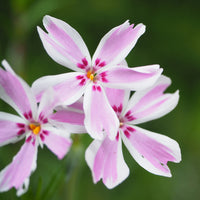 Vlambloem Candy Stripes (x3) - Bakker