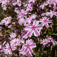 Phlox - Vlambloem Candy Stripes (x3) - Phlox subulata Candy Stripes