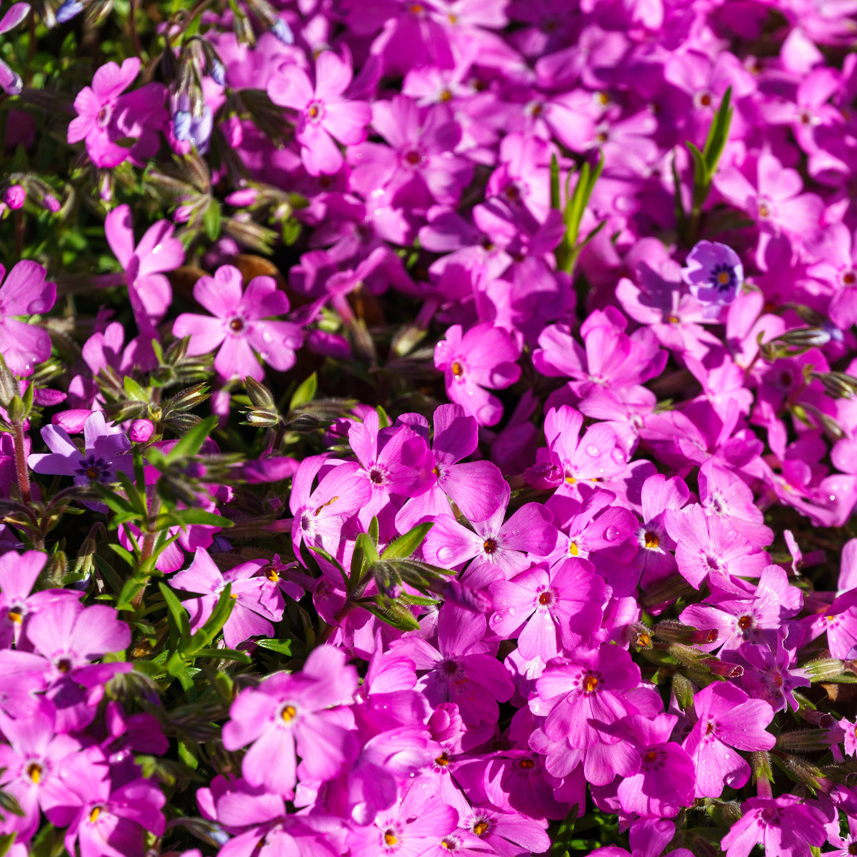 Bloeiende vaste planten - 4 bodembedekkende vaste planten voor rotstuin - Sedum acre, Phlox subulata McDaniel's Cushion