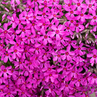Vlambloem 'Scarlet Flame' (x3) - Bakker