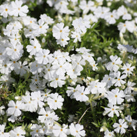 Phlox subulata White Delight - Vlambloem White Delight (x3) - Phlox