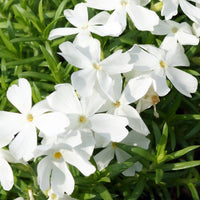 Vlambloem White Delight (x3) - Phlox subulata White Delight - Bakker