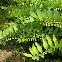 Gewone salomonszegel - Polygonatum multiflorum - Bakker